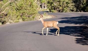 A deer crossing a roadway. File photo courtesy of © Can Stock Photo / haveseen