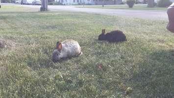 Rabbits in Ridgetown, June 15, 2016 (Photo courtesy of Kaylie MacIntosh)