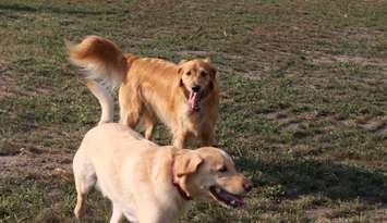 Off-leash dog park. August 10, 2016. (File photo by Ricardo Veneza)