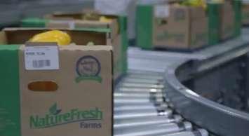 A screenshot of a Nature Fresh commercial. (Photo by Ricardo Veneza)