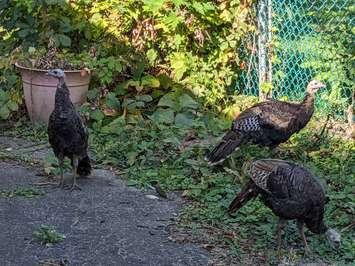 Turkeys. Photo by Mark Brown/WindsorNewsToday.ca.