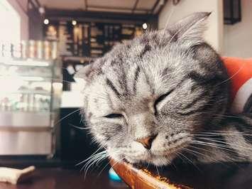 Cat café (Image by 	marie martin /	iStock / Getty Images Plus via Getty Images)
