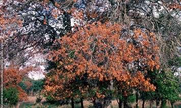 Provided by https://inspection.canada.ca/plant-health/invasive-species/plant-diseases/oak-wilt/eng/1325624048625/1325624535106