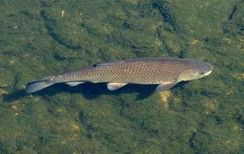 Asian Grass Carp (Wikepedia photo) 