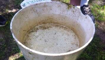 Mosquito larvae are pulled from a creek at Ojibway Park in Windsor to inspect for West Nile Virus, July 4, 2014. (photo by Mike Vlasveld)