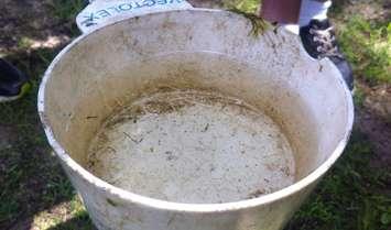 Mosquito larvae are pulled from a creek at Ojibway Park in Windsor to inspect for West Nile Virus, July 4, 2014. (photo by Mike Vlasveld)