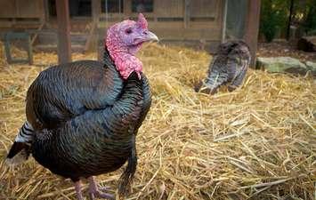 Turkeys in straw by Tom French via Flickr