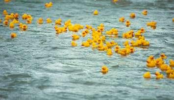 (Photo of rubber ducks courtesy of Heiki Faber / Royalty-free / iStock / Getty Images Plus)
