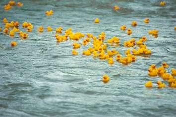 (Photo of rubber ducks courtesy of Heiki Faber / Royalty-free / iStock / Getty Images Plus)