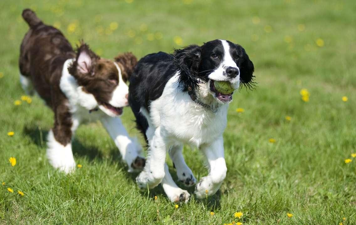 Two dogs playing (Image courtesy of Can Stock/beinder)