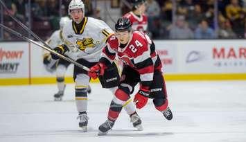 Sarnia Sting host Ottawa on Nov 22, 2024. (Photo by: Darren Metcalfe Photography) 