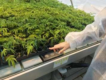 Medical marijuana plants. (BlackburnNews.com file photo by Ricardo Veneza)
