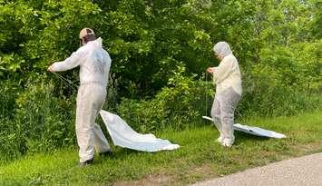 Tick surveillance at Malden Park in Windsor, June 3, 2025. (Photo by Maureen Revait) 