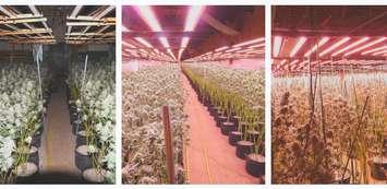Cannabis grow-ops discovered and seized in Merlin, Chatham (Image from Chatham-Kent Police Service)
