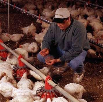 (Photo courtesy Farm & Food Care Ontario)