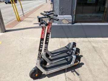 Bird scooters are seen parked in Walkerville on May 19, 2022. Photo by Mark Brown/WindsorNewsToday.ca.