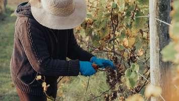 (Photo of a woman harvesting wine grapes courtesy of the Caldwell First Nation)