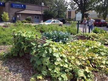 Goodwill Donation Drop Off Centre and Garden on Wellington St. BlackburnNews.com file photo. 