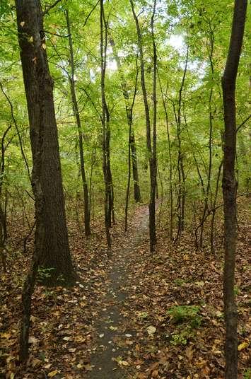 Black Oak Heritage Park, Windsor. Photo courtesy of Mark Nenadov via Flickr.