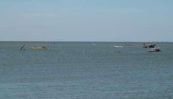 Deadheads at the mouth of the Thames River. (BlackburnNews.com file photo by Simon Crouch) 