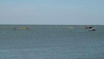 Deadheads at the mouth of the Thames River. (BlackburnNews.com file photo by Simon Crouch) 