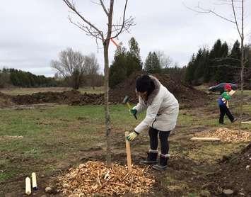 30 maple trees were planted as part of the Diamond Project in Durham. (Photo courtesy of the Diamond Project via Facebook)