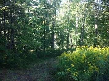 Cedar Creek Nature Reserve. (Photo by Kevin Black)