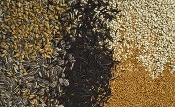 Photo courtesy Agriculture and AgriFood Canada.