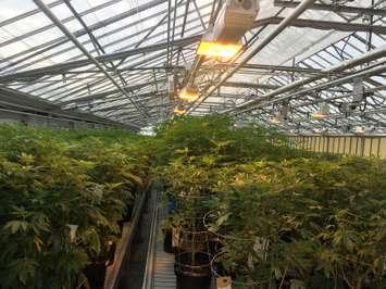 Medical marijuana plants seen at Aphria's Leamington greenhouses on February 19, 2016. (Photo by Ricardo Veneza)