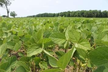 A soybean field under a mostly sunny sky. (BlackburnNews.com file photo)
