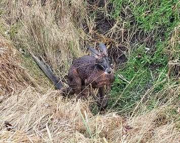 Kangaroo in a ditch outside of Ridgetown. January 9, 2023. (Submitted photo)