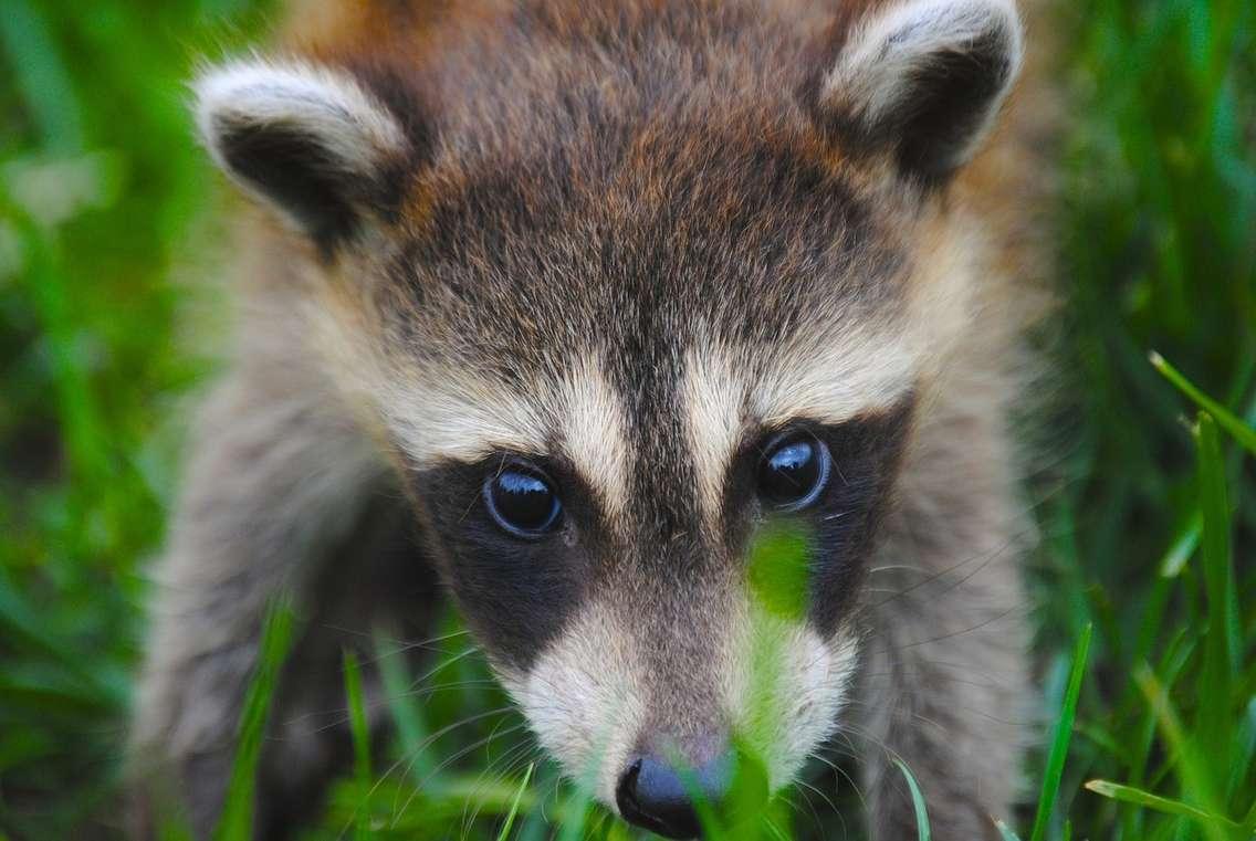 Raccoon. Photo courtesy LaSalle Police Service/Facebook.