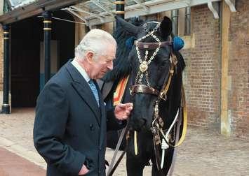 RCMP Musical Ride horse gifted to His Majesty. March 11, 2023. (Photo courtesy of the Royal Family via Twitter)