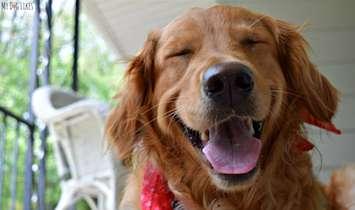 Smile Dog. (Photo by Kevin Sando at mydoglikes.com)