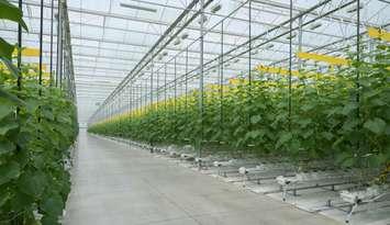 (Photo courtesy of the Ontario Greenhouse Vegetable Growers)