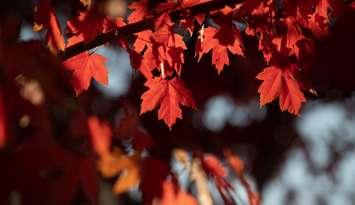 (The leaves of a Red Maple tree courtesy of Ban Yue Rong / Royalty-free / iStock / Getty Images Plus)