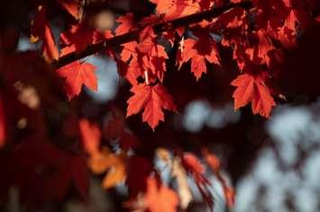 (The leaves of a Red Maple tree courtesy of Ban Yue Rong / Royalty-free / iStock / Getty Images Plus)