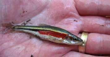 A redside dace.  (Photo courtesy of UWindsor.ca)