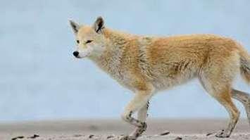Coyote.  (Photo courtesy London Police Service/Twitter)
