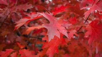 Red maple (Photo courtesy of NikkosDaskalakis / Royalty-free / iStock / Getty Images Plus)