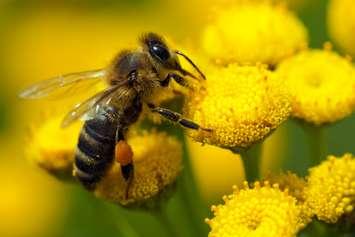 © Can Stock Photo / Antartis