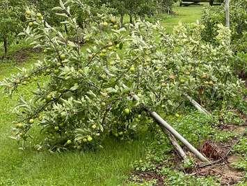 Storm damage at Zekveld's Garden Market. Photo courtesy of Zekveld's Garden Market Facebook page. 