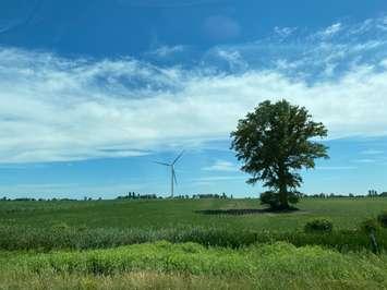 Crops rise on a hot summer day. July 4, 2020 Photo by Melanie Irwin 