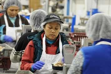 File photo of workers at Highline Mushrooms. (Photo courtesy Highline Mushrooms)