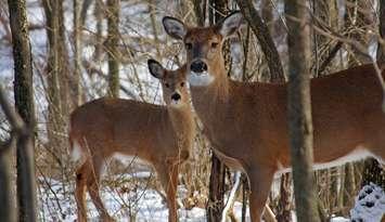 White tail deer in a wooded area. File photo courtesy of © Can Stock Photo / RonRowan