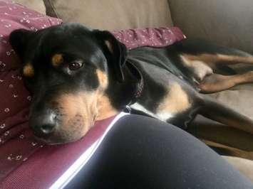 A submitted photo of Chloe the dog who was shot and killed by a Windsor police officer. (submitted by Ashley Scott) 