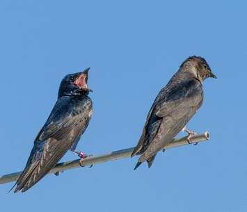 (Photo courtesy Purple Martin Conservation Association)