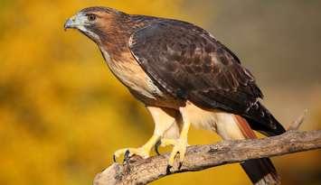 Red-tail hawk. (Photo courtesy  
Credit / Attribution - Print
© Can Stock Photo Inc. / donyanedomam)