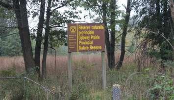 Ojibway Prairie Provincial Nature Reserve, October 2021. (Photo by Maureen Revait) 