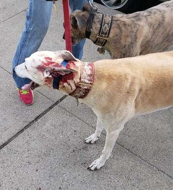 Viki, a Greyhound, is seen with serious injuries after being attacked by another dog on Ouellette Ave in Windsor on April 26, 2019. Photo courtesy Joe McParland/Facebook. Used with permission.